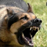 Anjing Pemakan manusia