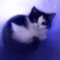 kitten/black
