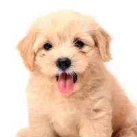 GukGuk