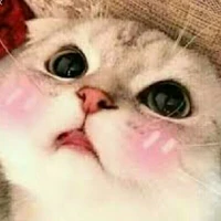 Coco(cute)