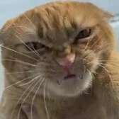 Petrix(angry)