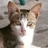 Si Manis