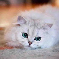 ROSEY’S PET ( LILY )