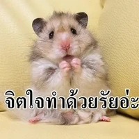 ส๊วยสวย🦛