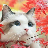 เรดี้~ระบบ