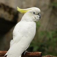 แม่ของ3สาย