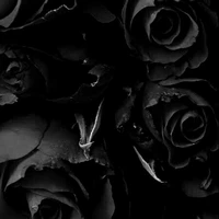 black rose