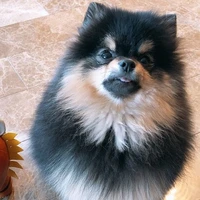 Yeontan