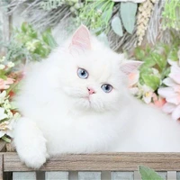 Kitty