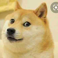 Mrs Doge