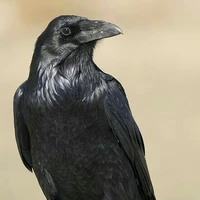 อีกา