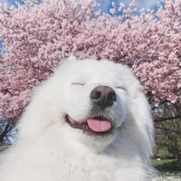 แอดเอง (เทพเจ้าแห่งหมา)​