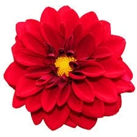 flower a