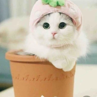 จีจี้