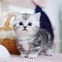 kucing y/n [nana]
