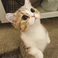 แมวจรจัด