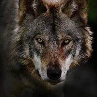 Lobo de Lorenzo