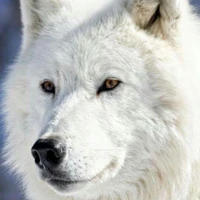 Lobo de Jonas