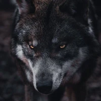 Lobo de Leonardo