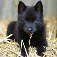 Baby wolf