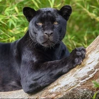 Hades (mascota de Luci)
