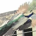 Birdy author