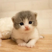 🐱~Perry~🐱