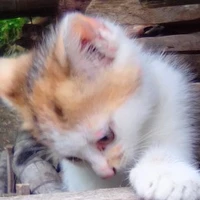 Miaw