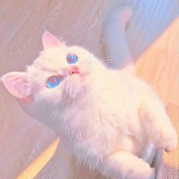แมว