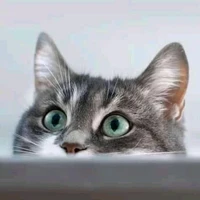 gato