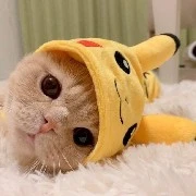 เจ้าตุ๊กตาหมี