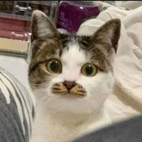 kitty