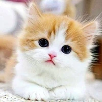 นูริ