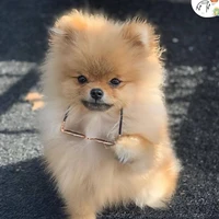 ซูซี่🐶💛