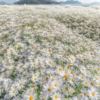 your author ****🐰🐰🐰