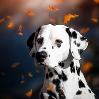 Dani