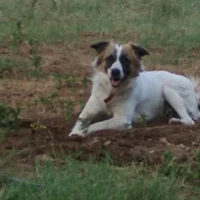 jack ( ml pet )