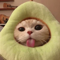 Miya