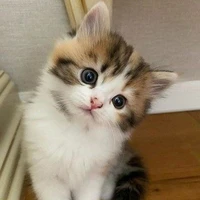 แอด