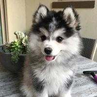 Pikku