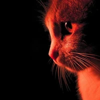 Someone