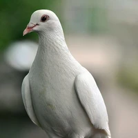 เสี่ยวเฮย(พิราบส่งสารของเว่ยอู๋เซี่ยน)