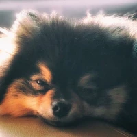 YEONTAN
