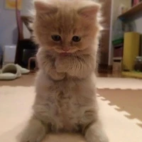 sir. grumpy cat