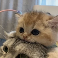 แอด