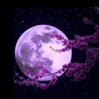 Butterfly🦋🦋🦋