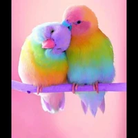 birds