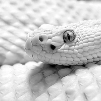 Yin Ichiro(Snake form)