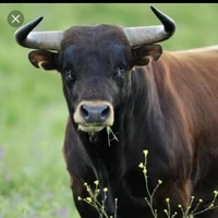 Toro