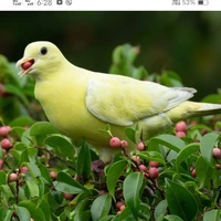 Decoy pigeon
